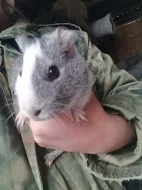 Daruji malá morčátka