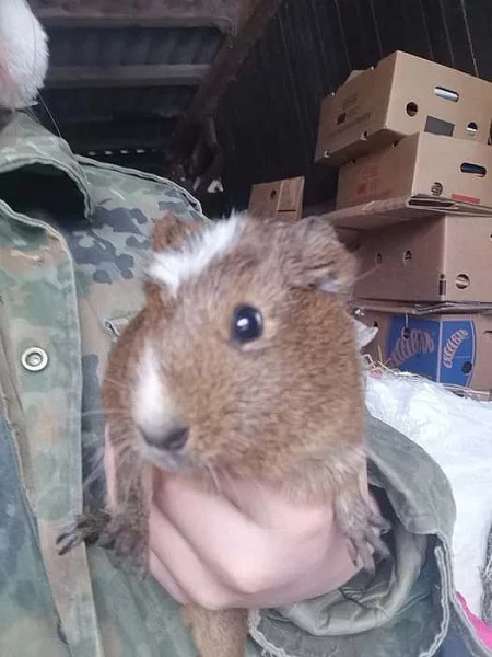 Daruji malá morčátka