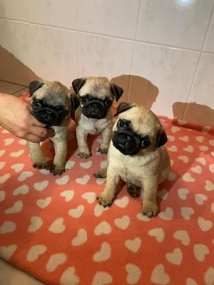 štěňátka mops s PP