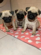 štěňátka mops s PP