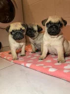 štěňátka mops s PP