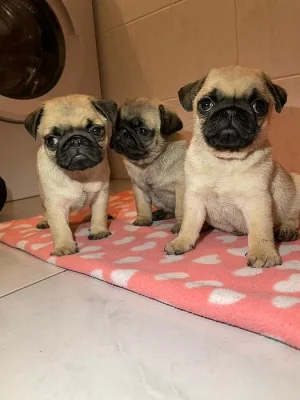 štěňatka mops s PP