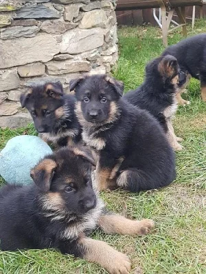 štěňátka německého ovčáka s PP černá se znaky