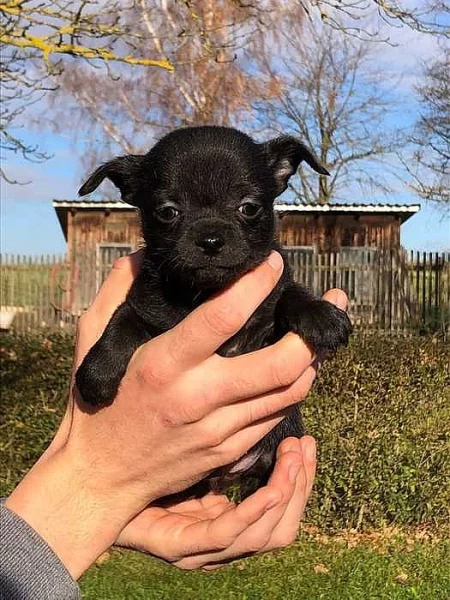 štěňátka čivavy s PP( mini)