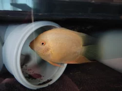 Heros severus red spotted