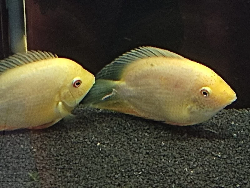 Heros severus red spotted