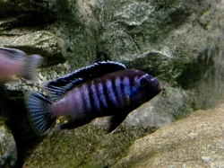 Odchovy Malawi tlamovci