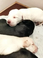 Labradorský retrívr - štěňata - labrador