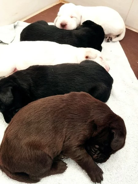 Labradorský retrívr - štěňata - labrador
