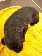 Labradorský retrívr - štěňata - labrador