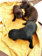Labradorský retrívr - štěňata - labrador