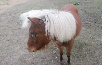 Krásná klisnička minihorse
