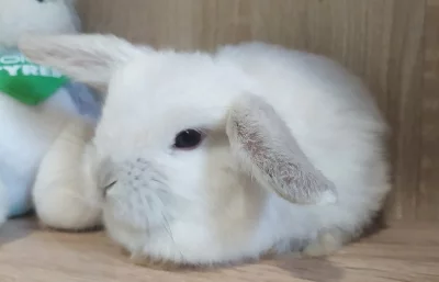 Zakrslý beránek minilop
