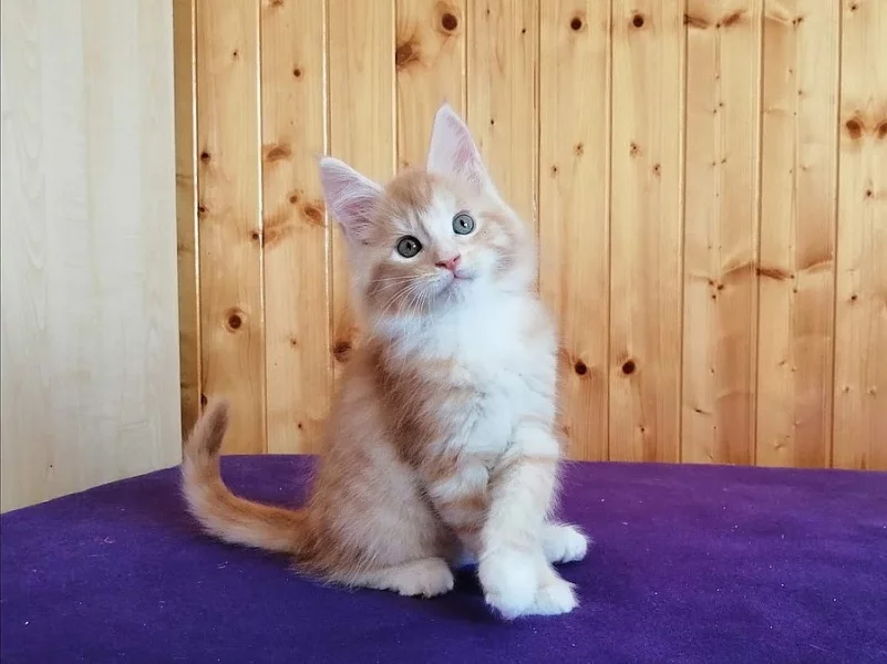 Mainská mývalí kočka s PP - kocourek Vicky