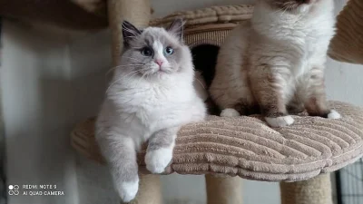 Koťatka Ragdoll  s PP