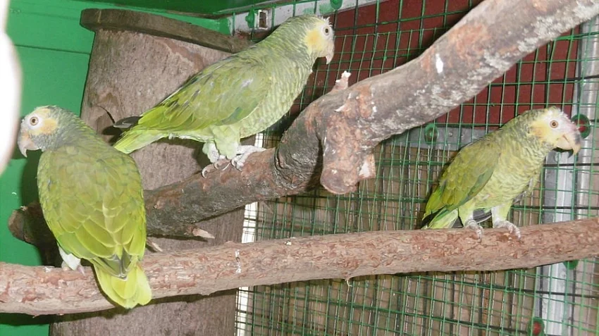 Amazonan žlutobřichý - Amazona(Aliopsitta ) xanthops 3 kusy.