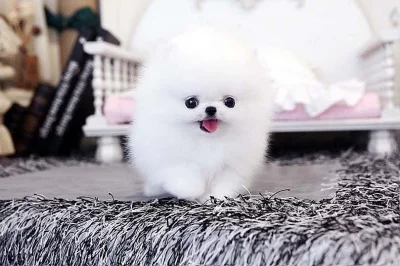 Krásná štěňata pomeranianů