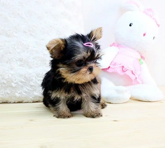 Čistokrevná malá štěňata Yorkie na čaj