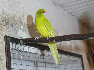 Prodám kakariki žlutočelé
