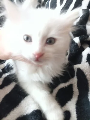Koťata chlupatá (kocourci)
