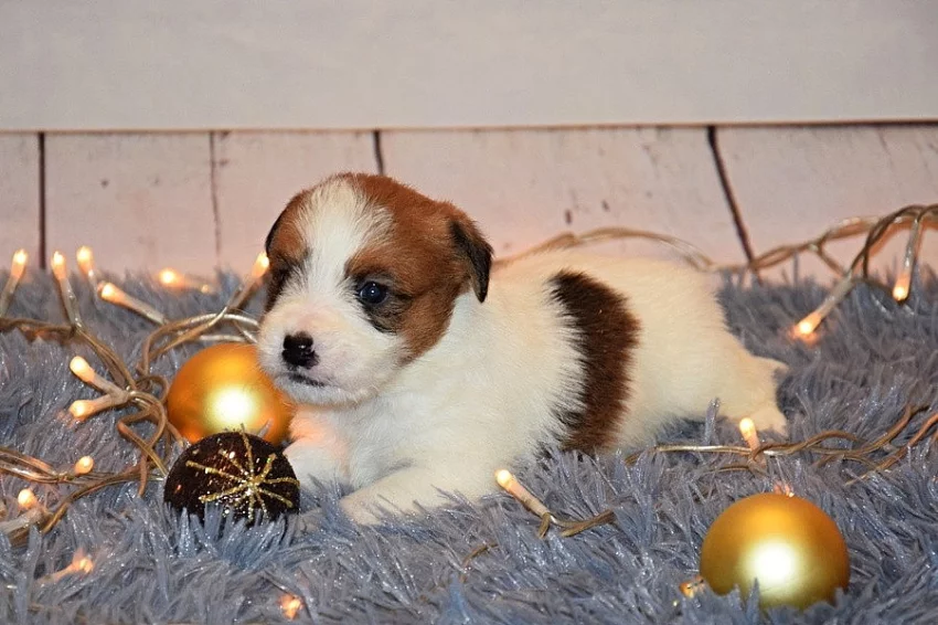 Jack Russel teriér