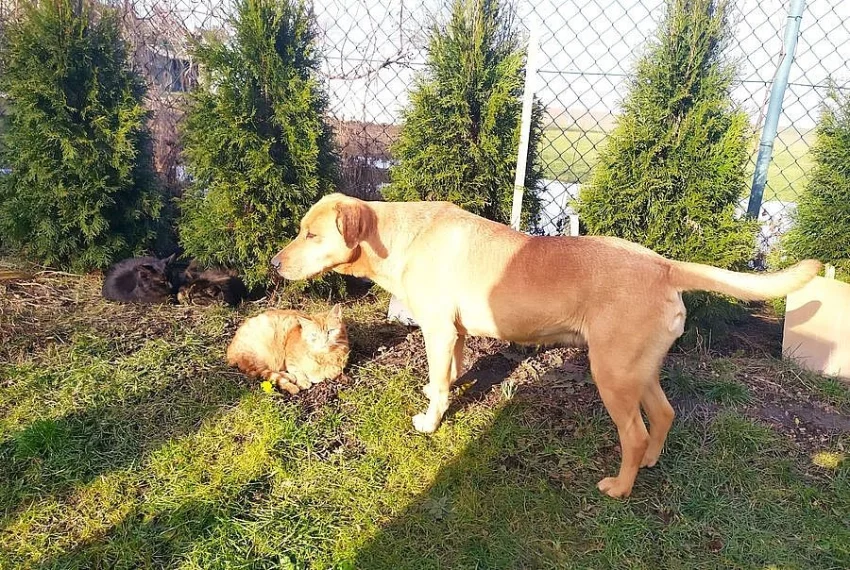 Štěňata