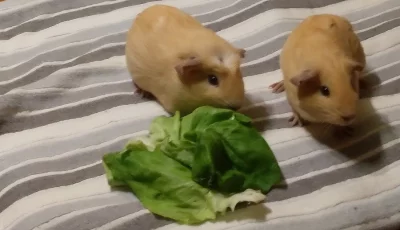 2 morčecí kluci, 3 měsíce