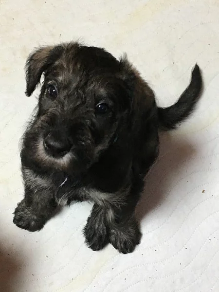 Velký knírač pepř a sůl