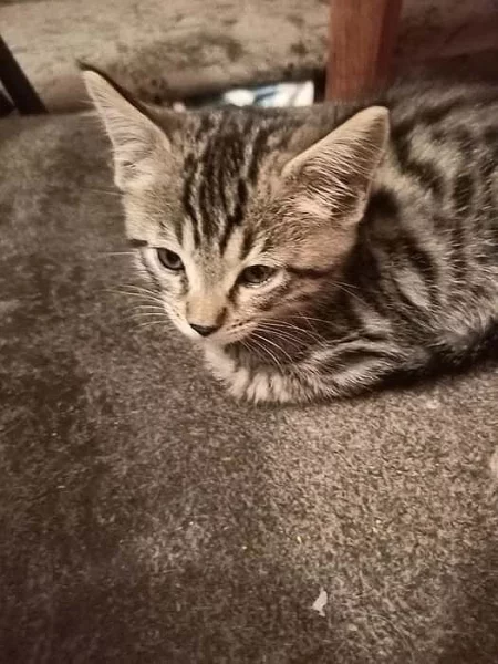 Kotatka majensky myvali zkřížený s bengal kočkou