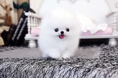 Krásná štěňata pomeranianů