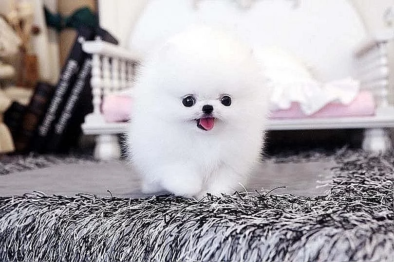 Krásná štěňata pomeranianů