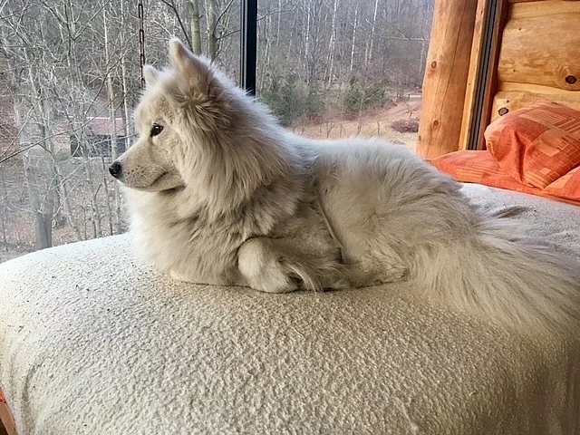 Samojed