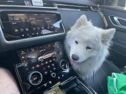 Samojed
