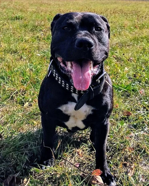 Amstaff hledá nevěstu