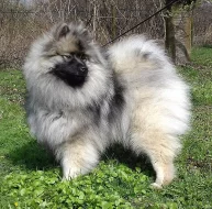 Německý špic vlčí ú Keeshond prodám štěňata s PP