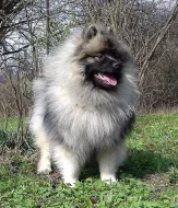 Německý špic vlčí ú Keeshond prodám štěňata s PP
