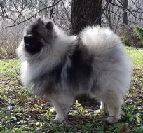 Německý špic vlčí ú Keeshond prodám štěňata s PP