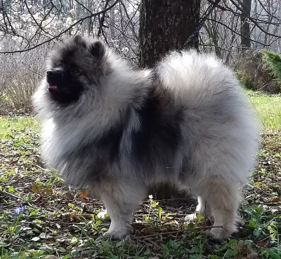 Německý špic vlčí ú Keeshond prodám štěňata s PP