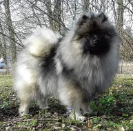 Německý špic vlčí ú Keeshond prodám štěňata s PP