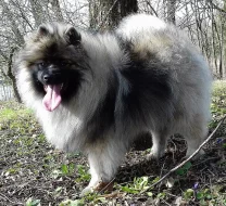 Německý špic vlčí ú Keeshond prodám štěňata s PP