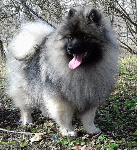 Německý špic vlčí ú Keeshond prodám štěňata s PP
