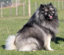 Německý špic vlčí ú Keeshond prodám štěňata s PP