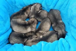 Německý špic vlčí ú Keeshond prodám štěňata s PP