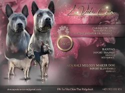 Thajský ridgeback modrý s PP