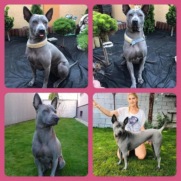 Thajský ridgeback modrý s PP