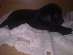 Prodej štěňat Labradorskeho retrivra.