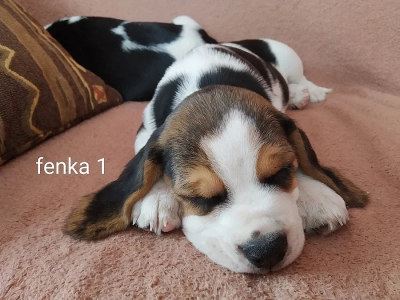Bígl, beagle štěňata