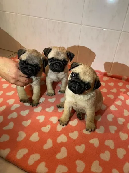 štěňatka mops s PP