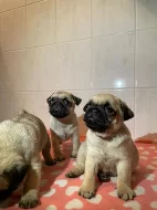 štěňatka mops s PP
