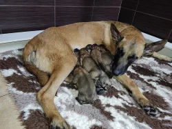 Belgický ovčák malinois - štěňata k rezervaci